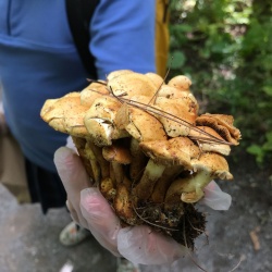 Découverte du fascinant monde des champignons